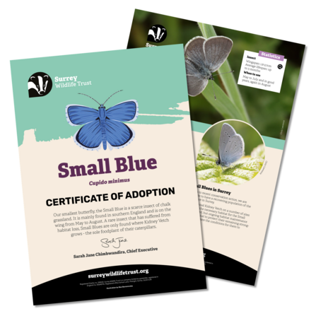 Information materials included in a small blue adoption pack