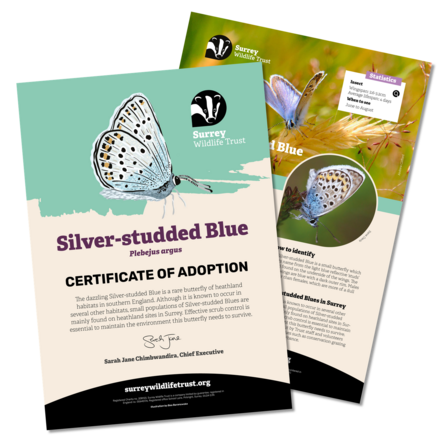 Information materials included in a silver-studded blue adoption pack