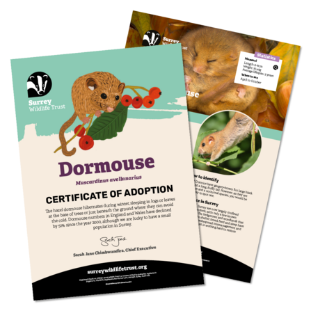 Information materials included in a dormouse adoption pack