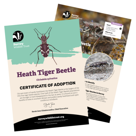 Information materials included in a heath tiger beetle adoption pack