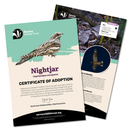 Information materials included in a nightjar adoption pack