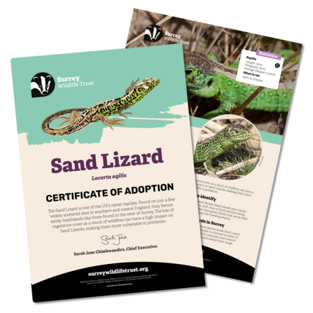 Information materials included in a sand lizard adoption pack