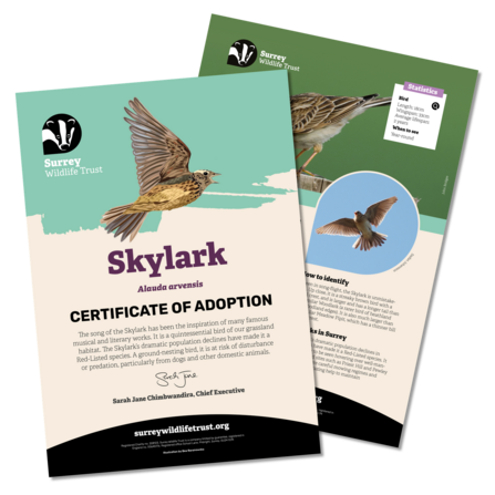 Information materials included in a skylark adoption pack