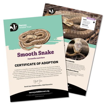 Information materials included in a smooth snake adoption pack