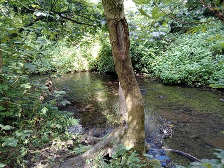 A brook with shrubs and trees lining the banks