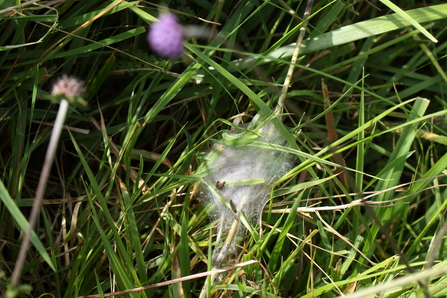 A web spun by marsh fritillary caterpillars amongst grass, with two caterpillars crawling across it