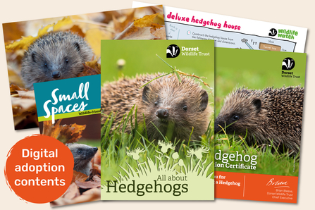 Contents of hedgehog adoption pack