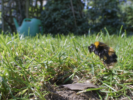 Buff-tailed bumblebee queen flying to her nest in a garden lawn