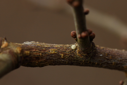 The egg of a brown hairstreak attached to a blackthorn branch