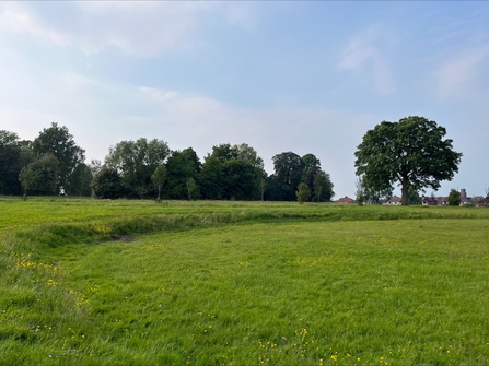 Parkland on a sunny day with trees in the background. 