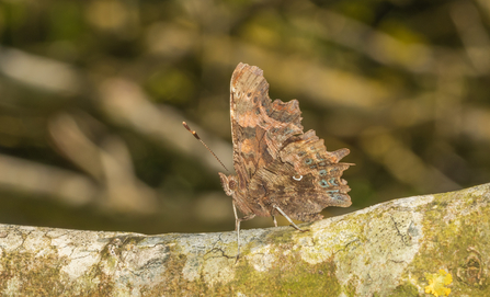 A comma butterfly resting on a branch with its wings closed