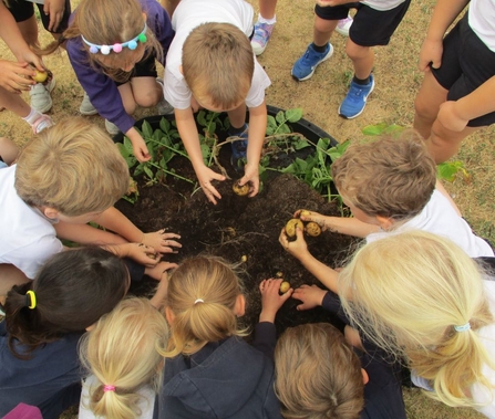 School children harvest potatoes from a small raised bed. 