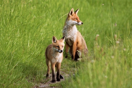 An adult fox and cub in a meadow.