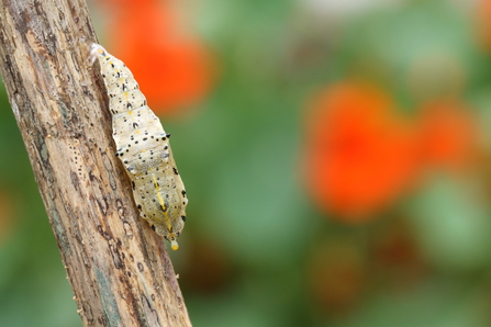 The pupa of a large white stuck to a piece of wood