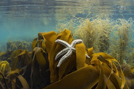 A spiny starfish on kelp just below the water's surface