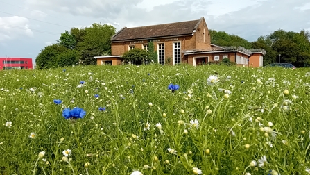 Wildflower meadow in bloom outside of a church