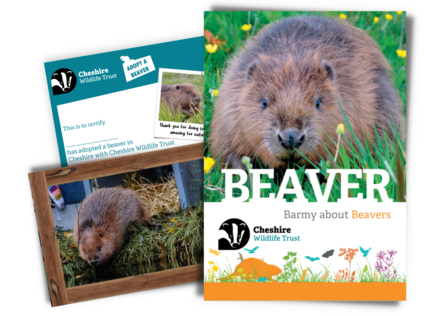 Cheshire WT beaver adoption pack items - a fact sheet and other beaver information resources