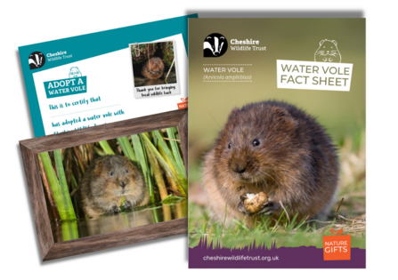 Cheshire WT water vole adoption pack items - a fact sheet and other hedgehog information resources