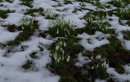 Several clumps of snowdrops surrounded by snow