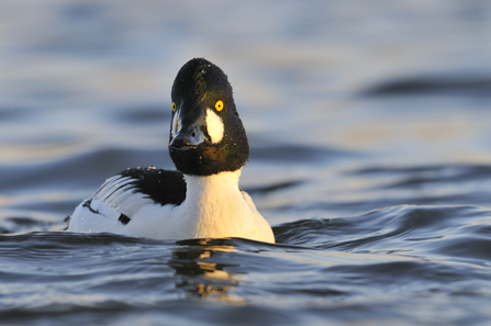 A male goldeneye swimming