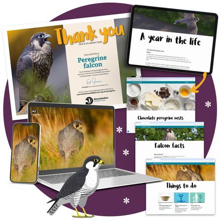 Information materials included in a peregrine falcon adoption pack