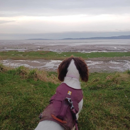 Dog on lead out in nature