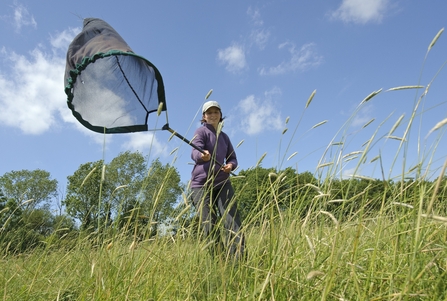 Ecological Butterfly Survey