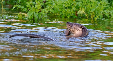 Otter eating fish