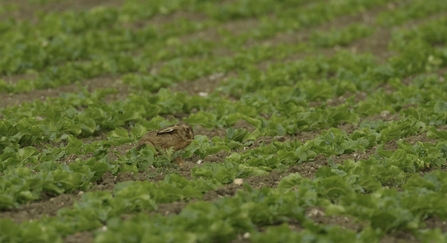 hare in field, farming