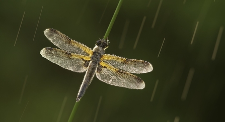 Four-spotted chaser (Libellula quadrimaculata) in the rain, Westhay SWT reserve, Somerset Levels, Somerset, England, UK 