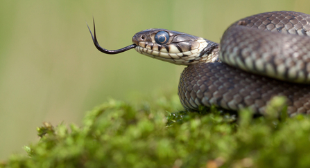 grass snake wildlife trusts