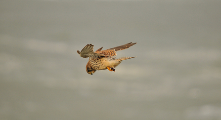 Kestrel