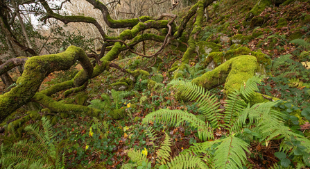 A bright green fern sprawls across the floor of a UK rainforest, with moss-coated trees in the background