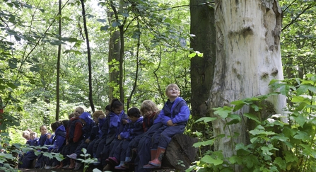 School children sit on on a fallen log in a woodland. The child on the end of the log looks up at a tree in wonder.