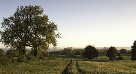 Early Oat Fields, Haregill Lodge Farm, Ellingstring, North Yorkshire 