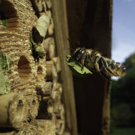 Wood-carving leafcutter bee flying towards an insect hotel with a leaf to seal her nest 