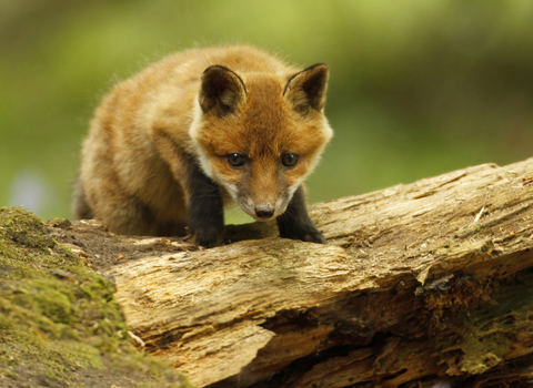 Red fox cub