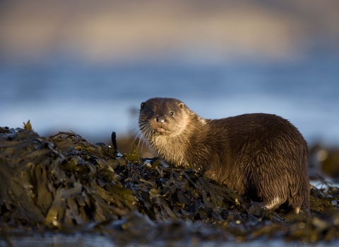 WWT on X: “I've found my significant otter.” Adopt an otter for