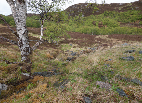 Upland birch wood