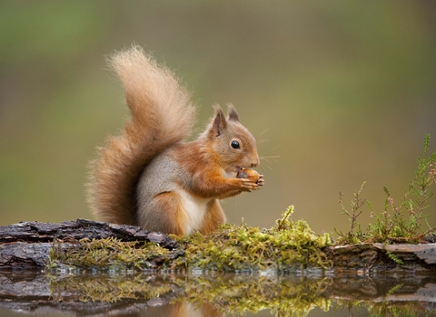 Red Squirrels The Wildlife Trusts