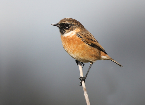 Stonechat