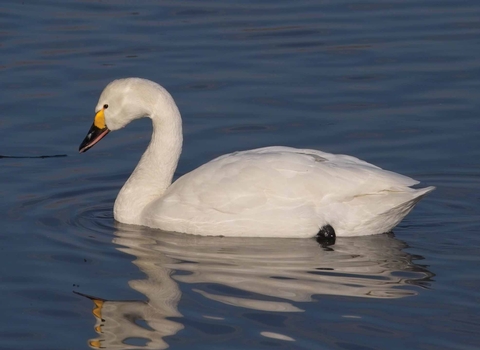 Bewick's Swan