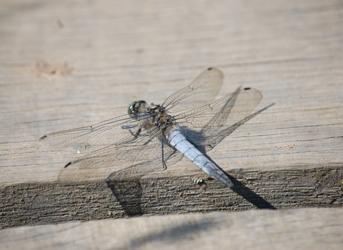 Black-tailed Skimmer male