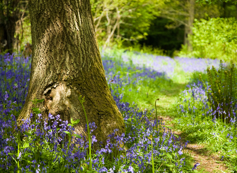 Are bluebells poisonous? And more bluebell facts - Woodland Trust