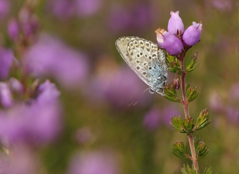 Silver-studded Blue butterfly