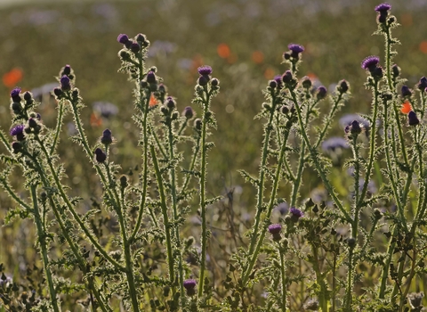 Spear Thistle