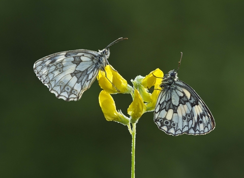 Marbled White