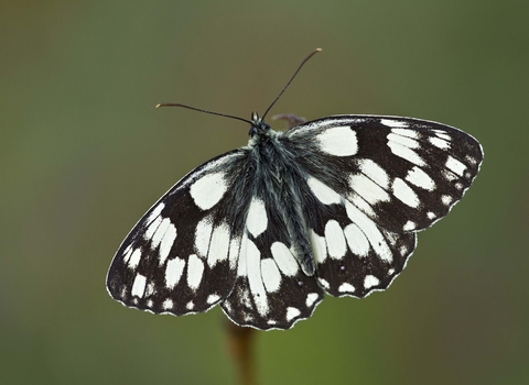 Marbled White