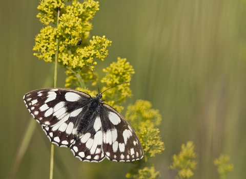 Marbled White
