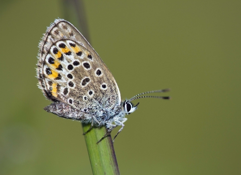 Silver-studded Blue butterfly